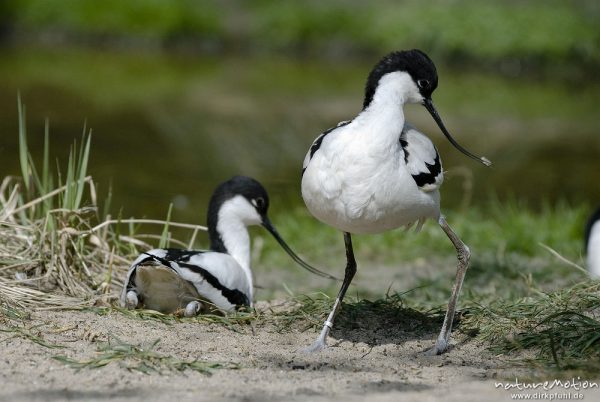 Säbelschnäbler, Recurvirostra avosetta, Recurvirostridae, Zoo Hannover, Hannover, Deutschland