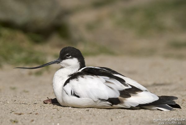 Säbelschnäbler, Recurvirostra avosetta, Recurvirostridae, Zoo Hannover, Hannover, Deutschland