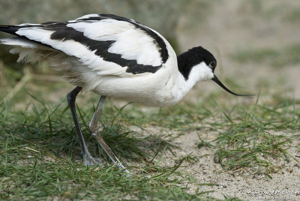 Säbelschnäbler, Recurvirostra avosetta, Recurvirostridae, Zoo Hannover, Hannover, Deutschland