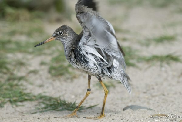 Kampfläufer, Philomachus pugnax, Schnepfenvögel (Scolopacidae), auffliegendes Tier, Winterkleid, Schlichtkleid, Zoo Hannover, Hannover, Deutschland