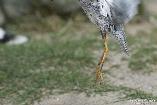 Kampfläufer, Philomachus pugnax, Schnepfenvögel (Scolopacidae), auffliegendes Tier, Winterkleid, Schlichtkleid, Zoo Hannover, Hannover, Deutschland