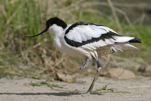 Säbelschnäbler, Recurvirostra avosetta, Recurvirostridae, Zoo Hannover, Hannover, Deutschland