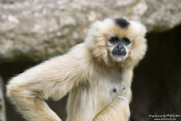 Gelbwangen-Schopfgibbon, Nomascus gabriellae, Gibbons (Hylobatidae), Weibchen, Zoo Hannover, Hannover, Deutschland