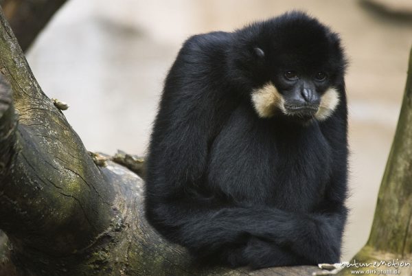 Gelbwangen-Schopfgibbon, Nomascus gabriellae, Gibbons (Hylobatidae), Männchen, Zoo Hannover, Hannover, Deutschland