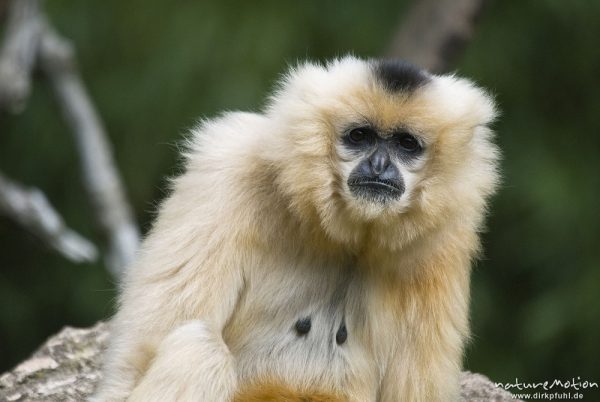 Gelbwangen-Schopfgibbon, Nomascus gabriellae, Gibbons (Hylobatidae), Weibchen, Zoo Hannover, Hannover, Deutschland