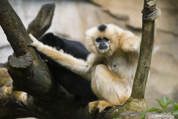 Gelbwangen-Schopfgibbon, Nomascus gabriellae, Gibbons (Hylobatidae), Weibchen, Zoo Hannover, Hannover, Deutschland