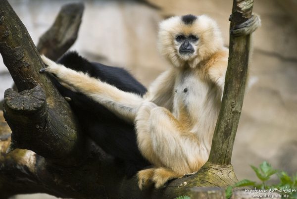 Gelbwangen-Schopfgibbon, Nomascus gabriellae, Gibbons (Hylobatidae), Weibchen, Zoo Hannover, Hannover, Deutschland