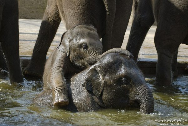 Asiatische Elefant, Indischer Elefant, Elephas maximus, Elefanten (Elephantidae), Jungtiere und Alttiere spielen im Wasserbecken, Zoo Hannover, Hannover, Deutschland