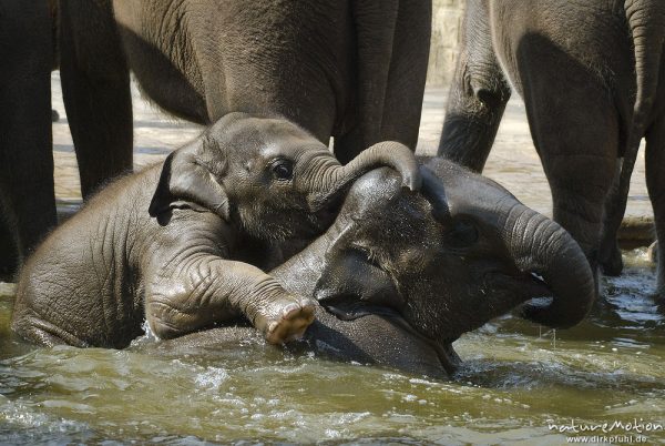 Asiatische Elefant, Indischer Elefant, Elephas maximus, Elefanten (Elephantidae), Jungtiere und Alttiere spielen im Wasserbecken, Zoo Hannover, Hannover, Deutschland