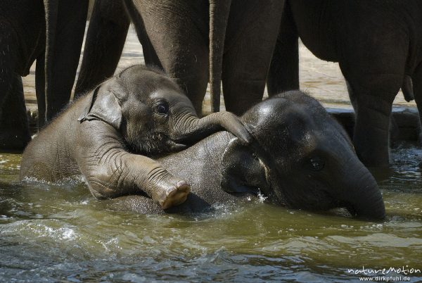 Asiatische Elefant, Indischer Elefant, Elephas maximus, Elefanten (Elephantidae), Jungtiere und Alttiere spielen im Wasserbecken, Zoo Hannover, Hannover, Deutschland