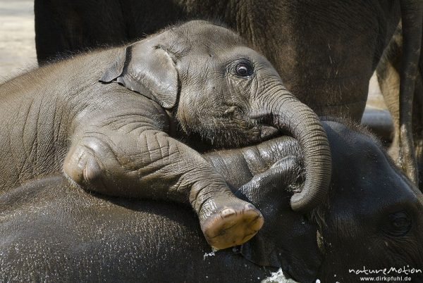 Asiatische Elefant, Indischer Elefant, Elephas maximus, Elefanten (Elephantidae), Jungtiere und Alttiere spielen im Wasserbecken, Zoo Hannover, Hannover, Deutschland