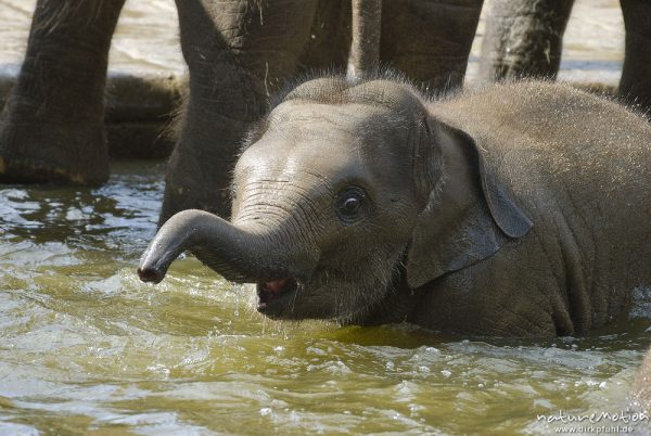 Asiatische Elefant, Indischer Elefant, Elephas maximus, Elefanten (Elephantidae), Jungtiere und Alttiere spielen im Wasserbecken, Zoo Hannover, Hannover, Deutschland