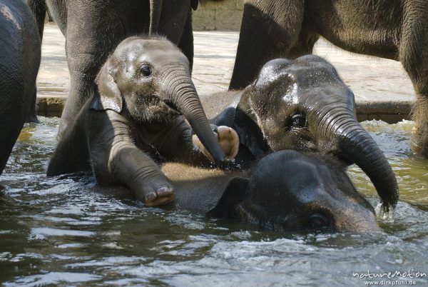 Asiatische Elefant, Indischer Elefant, Elephas maximus, Elefanten (Elephantidae), Jungtiere und Alttiere spielen im Wasserbecken, Zoo Hannover, Hannover, Deutschland