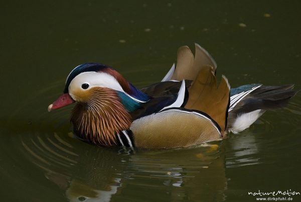 Mandarinente, Aix galericulata, Entenvögel (Anatidae), Männchen, schwimmend, Zoo Hannover, Hannover, Deutschland