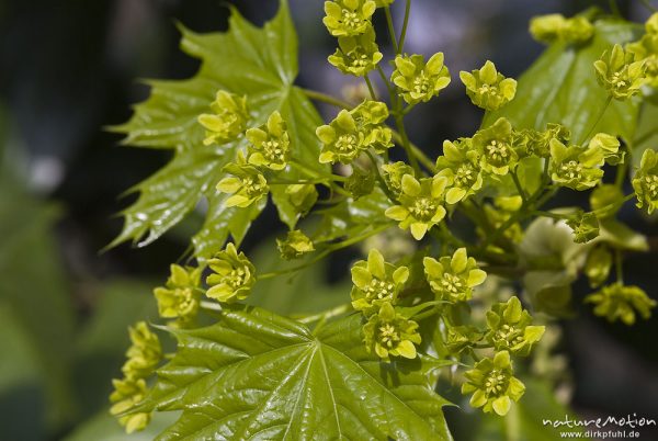 Spitz-Ahorn, Acer platanoides, Aceraceae, Blüten und frische Blätter, Zoo Hannover, Hannover, Deutschland