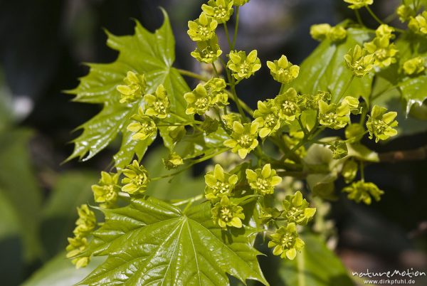 Spitz-Ahorn, Acer platanoides, Aceraceae, Blüten und frische Blätter, Zoo Hannover, Hannover, Deutschland