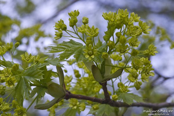 Spitz-Ahorn, Acer platanoides, Aceraceae, Blüten und frische Blätter, Zoo Hannover, Hannover, Deutschland
