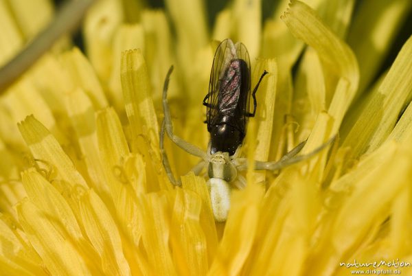 Veränderliche Krabbenspinne, Misumena vatia, Krabbenspinnen (Thomisidae), Weibchen in Löwenzahnblüte, mit Beute, Bad Karlshafen, Deutschland