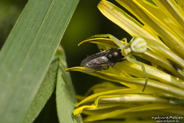 Veränderliche Krabbenspinne, Misumena vatia, Krabbenspinnen (Thomisidae), Weibchen in Löwenzahnblüte, mit Beute, Bad Karlshafen, Deutschland