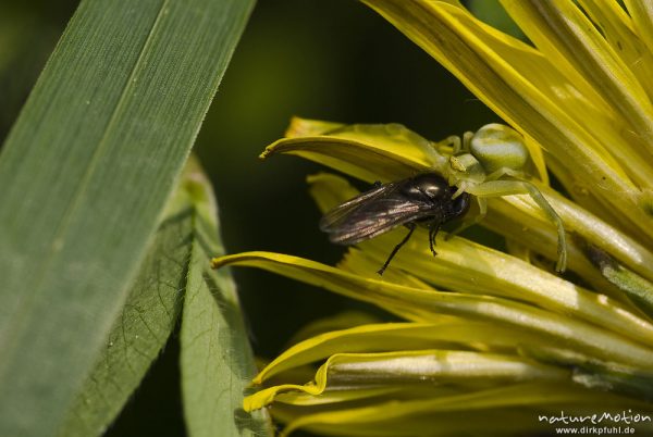 Veränderliche Krabbenspinne, Misumena vatia, Krabbenspinnen (Thomisidae), Weibchen in Löwenzahnblüte, mit Beute, Bad Karlshafen, Deutschland