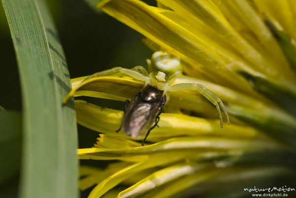 Veränderliche Krabbenspinne, Misumena vatia, Krabbenspinnen (Thomisidae), Weibchen in Löwenzahnblüte, mit Beute, Bad Karlshafen, Deutschland