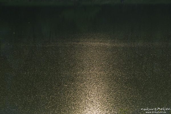 Wasseroberfläche von Pollenkörnern bedeckt, Lichtstreifen der untergehenden Sonne, Axelsee, Würgassen, Deutschland