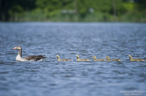 Graugans, Anser anser, Anatidae, Familienverband mit Küken, schwimmend, Kiessee, Göttingen, Deutschland