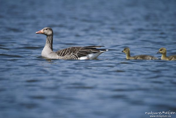 Graugans, Anser anser, Anatidae, Familienverband mit Küken, schwimmend, Kiessee, Göttingen, Deutschland