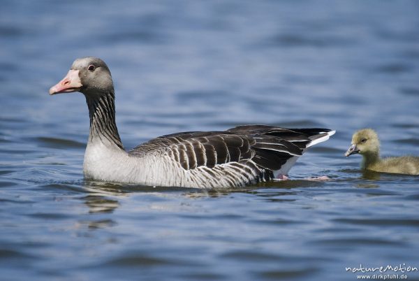 Graugans, Anser anser, Anatidae, Familienverband mit Küken, schwimmend, Kiessee, Göttingen, Deutschland