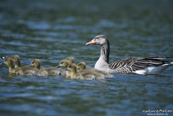 Graugans, Anser anser, Anatidae, Familienverband mit Küken, schwimmend, Kiessee, Göttingen, Deutschland