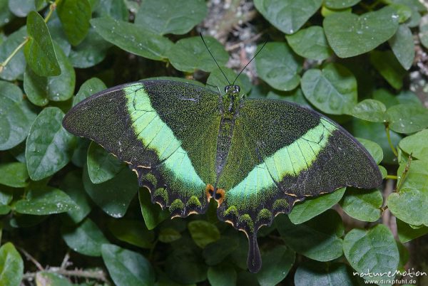 Grüner Schwalbenschwanz, Grüngestreifter Schwalbenschwanz, Papilio palinurus, Ritterfalter (Papilion, ,