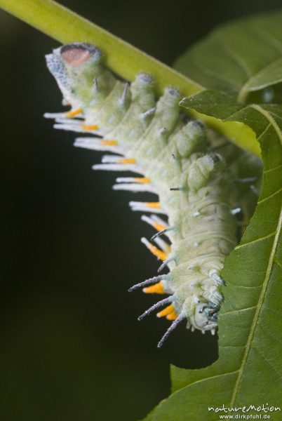 Atlasspinner, Attacus atlas, Pfauenspinner (Saturniidae), Raupe, Schmetterlingspark Uslar, Uslar, Deutschland