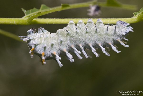 Atlasspinner, Attacus atlas, Pfauenspinner (Saturniidae), Raupe, Schmetterlingspark Uslar, Uslar, Deutschland