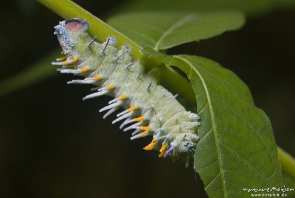 Atlasspinner, Attacus atlas, Pfauenspinner (Saturniidae), Raupe, Schmetterlingspark Uslar, Uslar, Deutschland