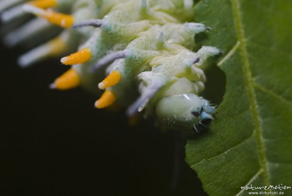 Atlasspinner, Attacus atlas, Pfauenspinner (Saturniidae), Raupe, Kopf, beim fressen, Schmetterlingspark Uslar, Uslar, Deutschland