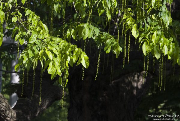 Robinie, Robinia pseudoacacia, Fabaceae, herabhängende Fruchtstände, Göttingen, Deutschland