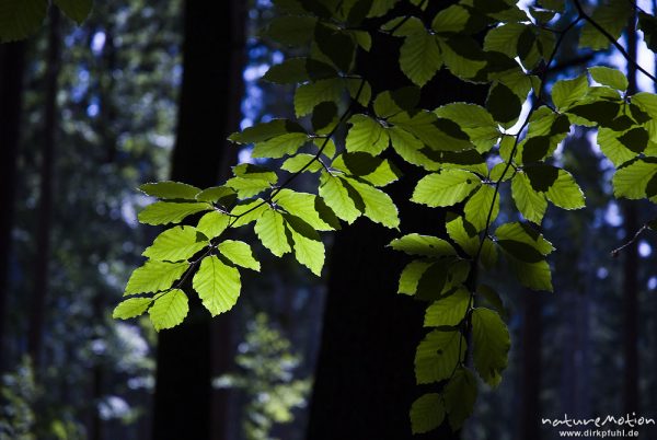 Buchenlaub im Gegenlicht, Wildensteiner Wald, Bad Schandau, Deutschland