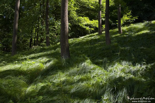 Drahtschmiele, Deschampsia flexuosa, Poaceae, Bestand im Fichtenwald, Wildensteiner Wald, Bad Schandau, Deutschland