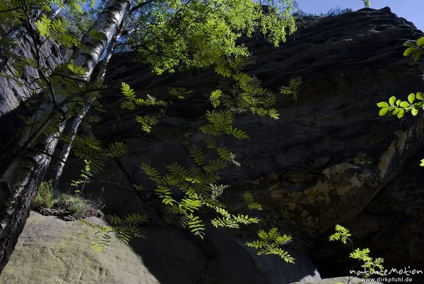 Buchen- und Eschenlaub vor Sandsteinfelsen, Nähe Frienstein, Bad Schandau, Deutschland