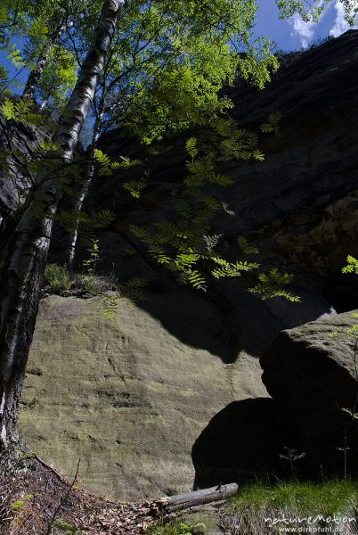 Buchen- und Eschenlaub vor Sandsteinfelsen, Nähe Frienstein, Bad Schandau, Deutschland