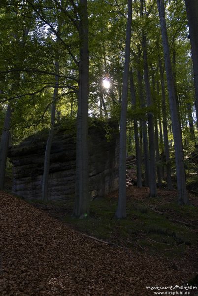 Sandsteinfelsen im Wald, Sonne, Kleiner Winterberg, Bad Schandau, Deutschland