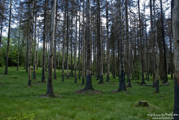 lichter Fichtenwald mit Drahtschmiele, Kleiner Winterberg, Bad Schandau, Deutschland