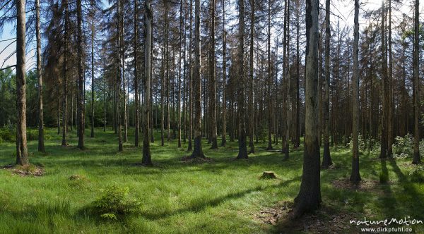 lichter Fichtenwald mit Drahtschmiele, Kleiner Winterberg, Bad Schandau, Deutschland