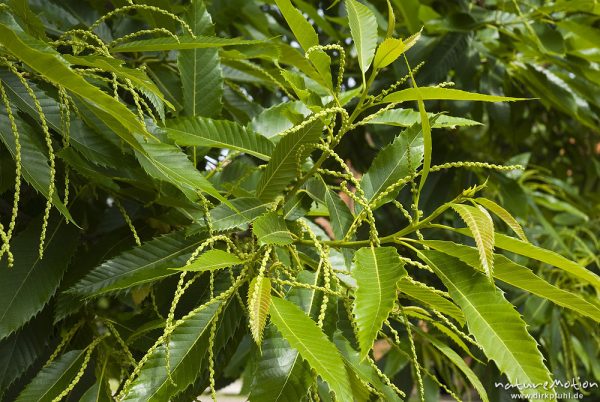 Edelkastanie, Esskastanie, Castanea sativa, Fagaceae, Blätter und Blütenstände (geschlossen), Bassum, Deutschland