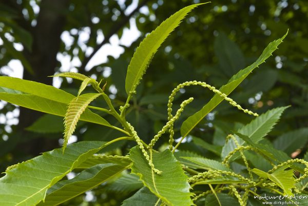 Edelkastanie, Esskastanie, Castanea sativa, Fagaceae, Blätter und Blütenstände (geschlossen), Bassum, Deutschland