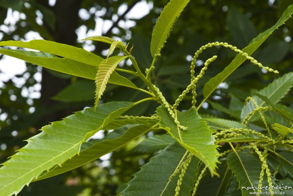 Edelkastanie, Esskastanie, Castanea sativa, Fagaceae, Blätter und Blütenstände (geschlossen), Bassum, Deutschland