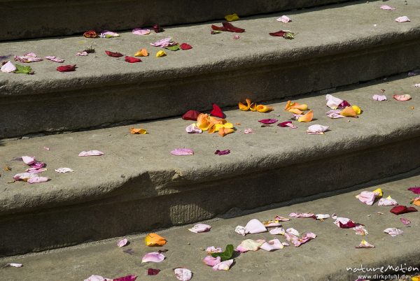Blütenblätter auf Treppenstufe, Hochzeitsfeier, Stift Bassum, Bassum, Deutschland