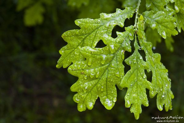 Stieleiche, Quercus robur, Fagaceae, Blätter mit Regentropfen, Familienpark Sottrum, Deutschland