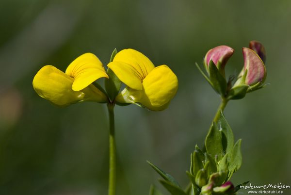 Gewöhnlicher Hornklee, Lotus corniculatus, Blüten, Bahndamm Grone, Göttingen, Deutschland