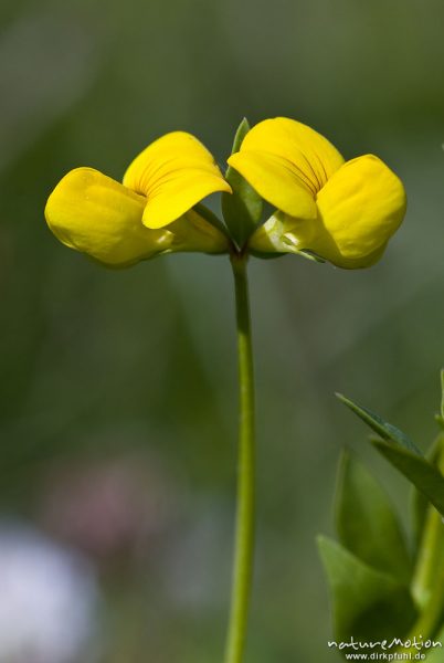 Gewöhnlicher Hornklee, Lotus corniculatus, Blüten, Bahndamm Grone, Göttingen, Deutschland